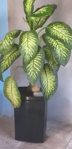 Planta