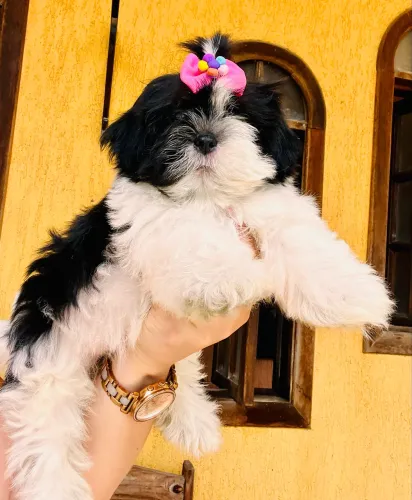 Shih tzu Fêmea disponível