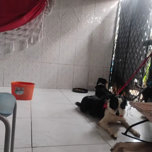 Doação de cachorro 