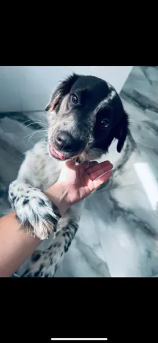 Doando cachorro 