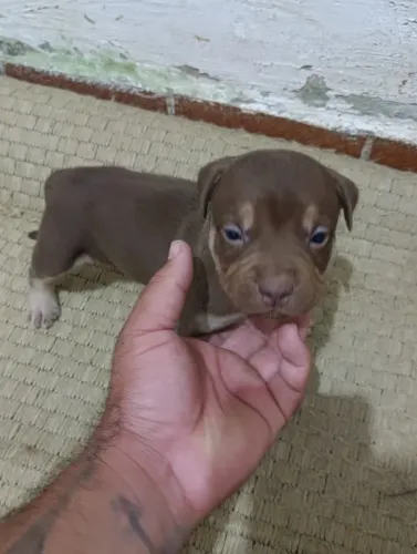 Filhote Pit Monster 
