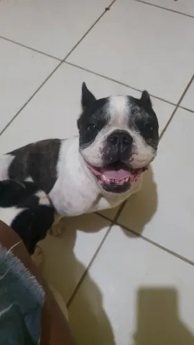 Budoog francês fêmea 1.ano e 7 mes