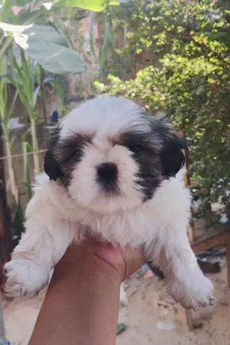 Shih Tzu - Puro Macho