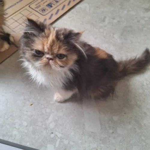 Filhote gato persa vacinado pedigree