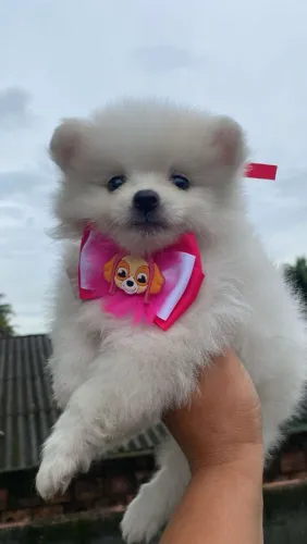 Lulu da pomerania
