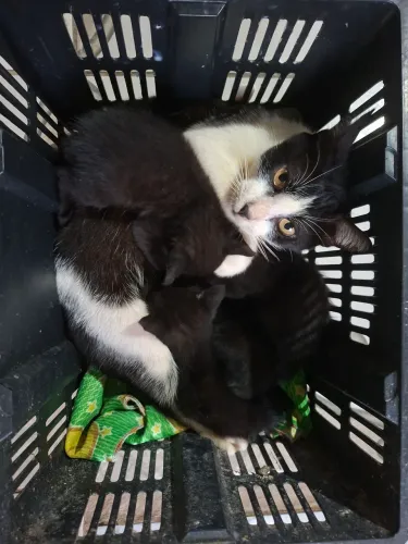 Gatinhos filhotes para adoção responsável ?