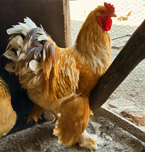 Galinhas Brahmas (galinhas, aves ornamentais)