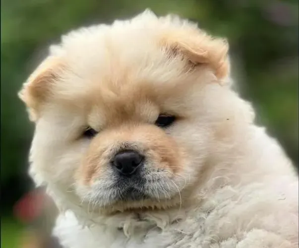 Filhote Chow Chow, Criados Com Muito Amor e Responsabilidade!