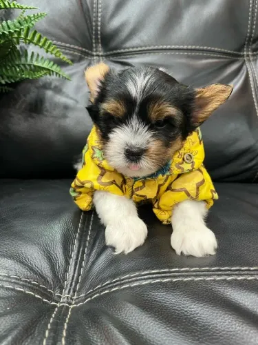 Biewer Yorkshire Terrier Micro Tricolor - Um cãozinho especial 