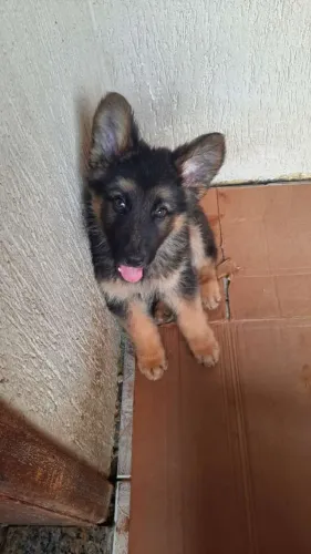 Pastor Alemão: Inteligência, Força e Lealdade em um Só Cão!