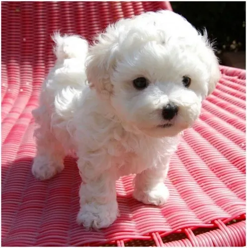 Poodle mini branco 