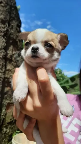 Chihuahua lindo e peludinho