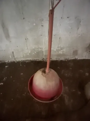 Bebedouro pendular automático 