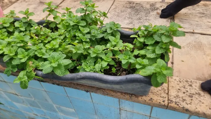Vaso com hortela em abundância, terra adubada planta saudavel, prota pra ser consumida