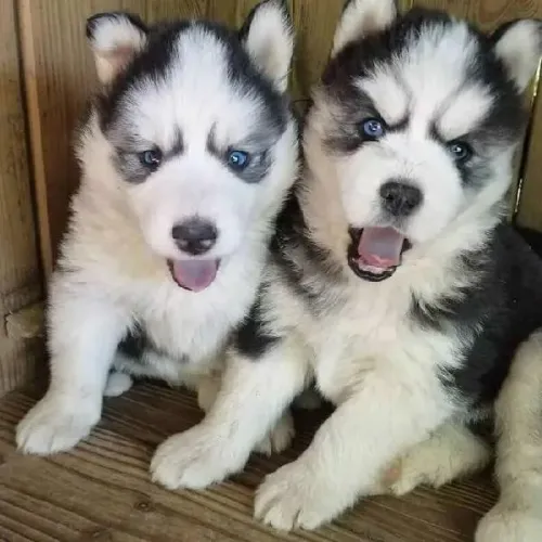 Husky Siberiano ? Elegante, enérgico e cheio de personalidade!