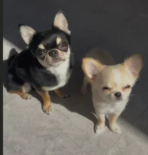 Chihuahua cativante 