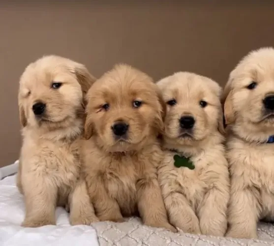 Golden Retriever Filhote Alegre e Saudável