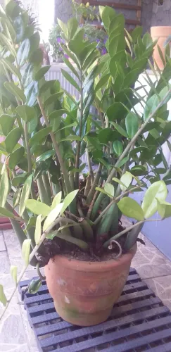 Zamioculcas