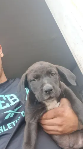 Pitbull american bully com monster