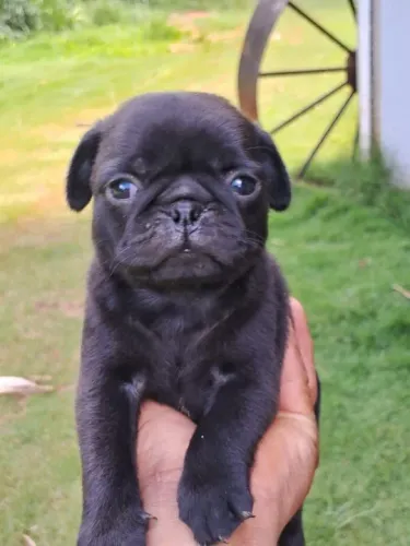 Pug fêmea preta em loja - Filhotes com garantia - Parcelamos em até 12x sem juros