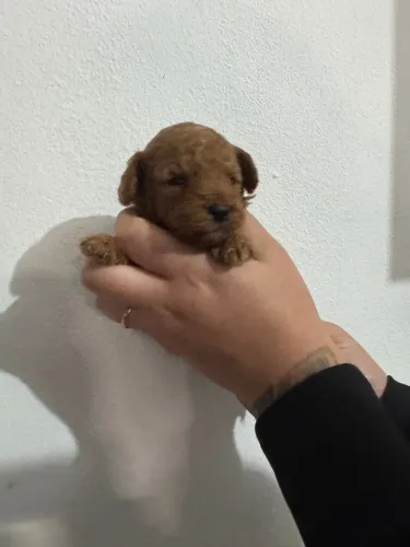 Poodle Mini Toy - Red Vendas Machos 