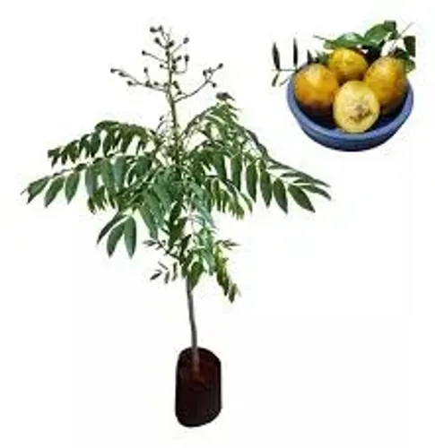 Muda de cajá-manga anão 