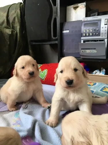 Filhote de Golden Retriever O Companheiro Que Sua Família Sempre Sonhou