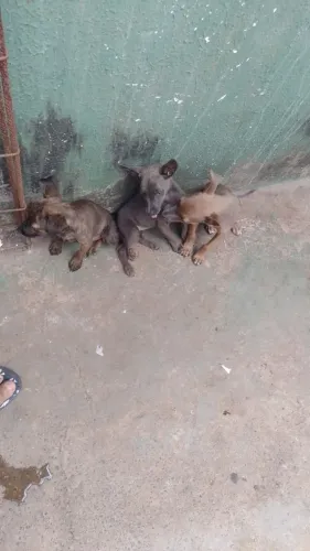 Doação vira lata