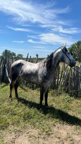 Cavalo castrado com registro
