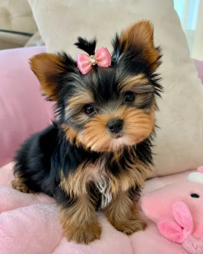 Yorkshire Terrier
