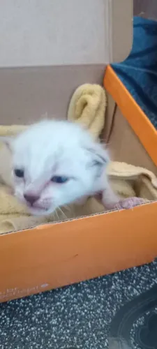 Doação gato filhote fêmea
