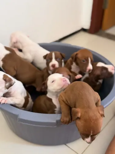 Cães filhotes pitbull (apbt)