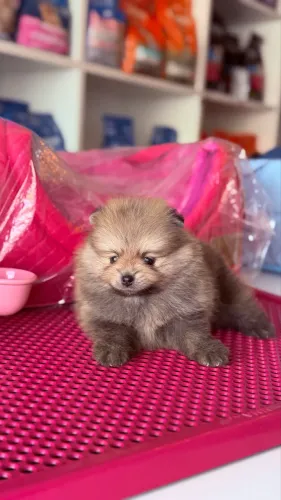 Filhotes de Lulu da Pomerania
