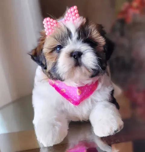 Shih Tzu Micro  Fêmea