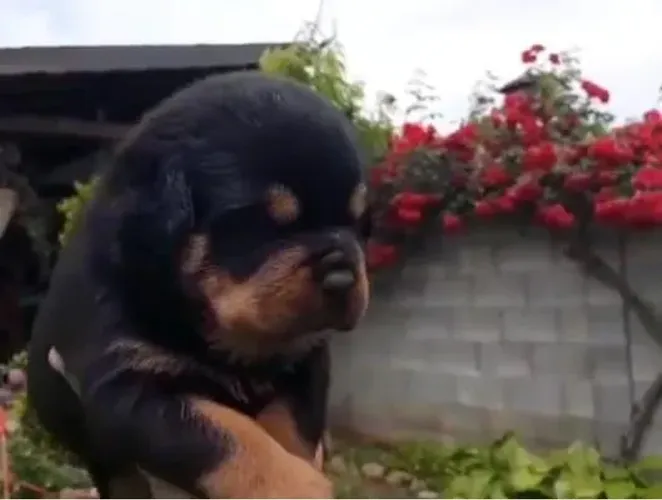Miudinho filhotes de rottweiler alemão