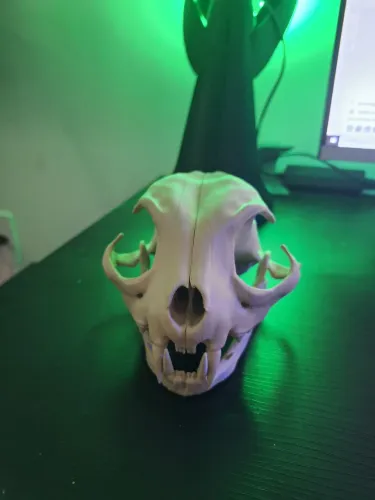 Crânio de Felino 3D