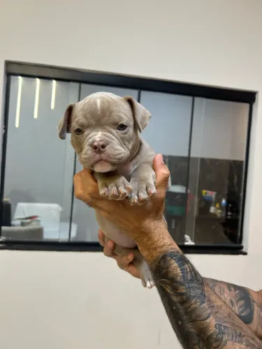 Filhotes American Bully 