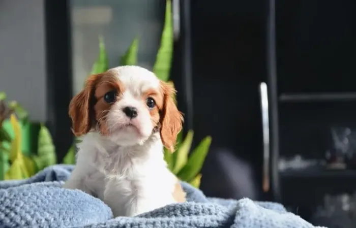 Cavalier King Charles Spaniel com Saúde Garantida e até 12x sem Juros