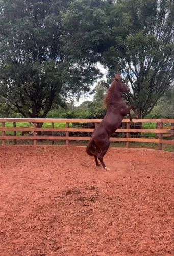 Cavalo mangalarga marchador