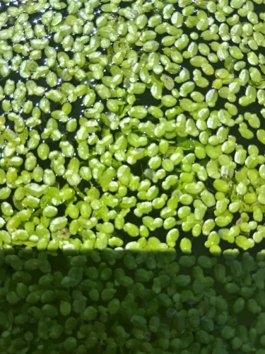 Lentilha d'água ou lemina d'água 