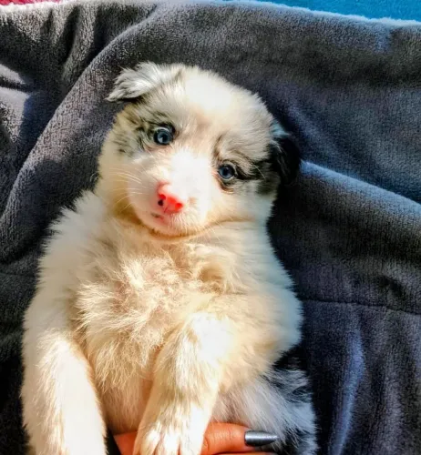 Barder collie