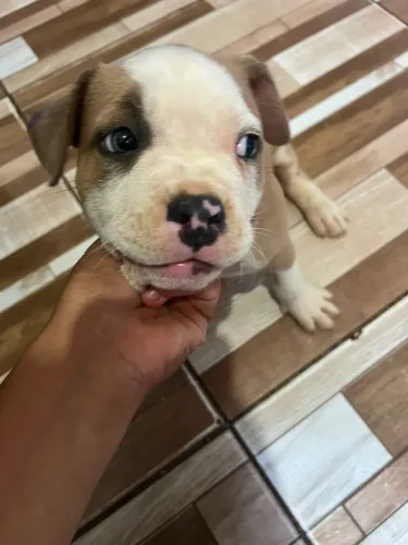 Filhote de pitbull 