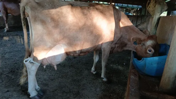 Vaca alta lactação