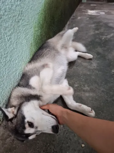 Doando uma cadela ,raça pura Husky siberiano