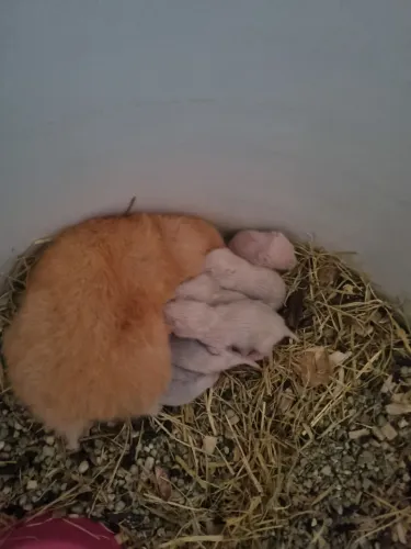 Hamster Sírio
