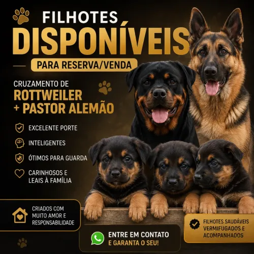 Filhotes de Pastor Alemão com Rottweiler