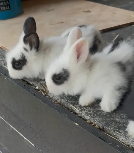 Vendo filhotes de mini coelho 