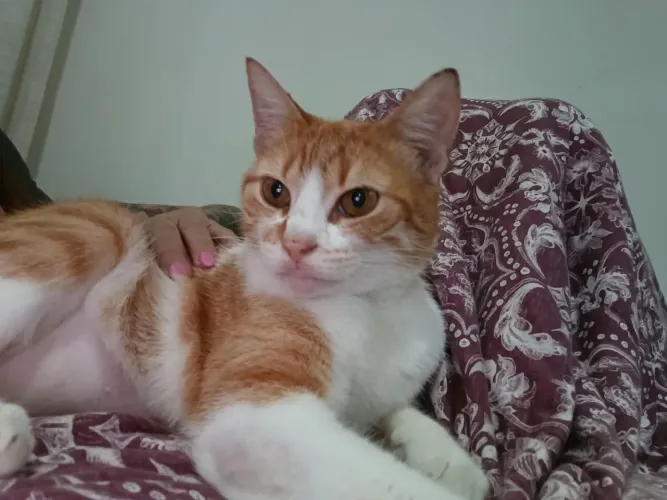 Gatinha castrada adoção responsável