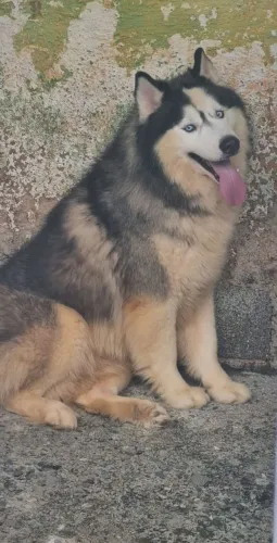 Plantel de husky Siberiano 1 macho 2 femeas 