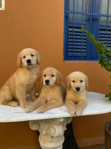 Golden Retriever de 2 meses 
